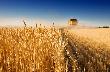 Вениамин Кондратьев: Нулевая ставка НДС на реализацию семян отечественной селекции поддержит агропромышленный комплекс края