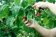 50 млн рублей на строительство теплиц для выращивания ягод выделили из бюджета края в 2022 году