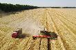 В Краснодарском крае урожай пшеницы 2021 года на 90% состоит из продовольственного зерна