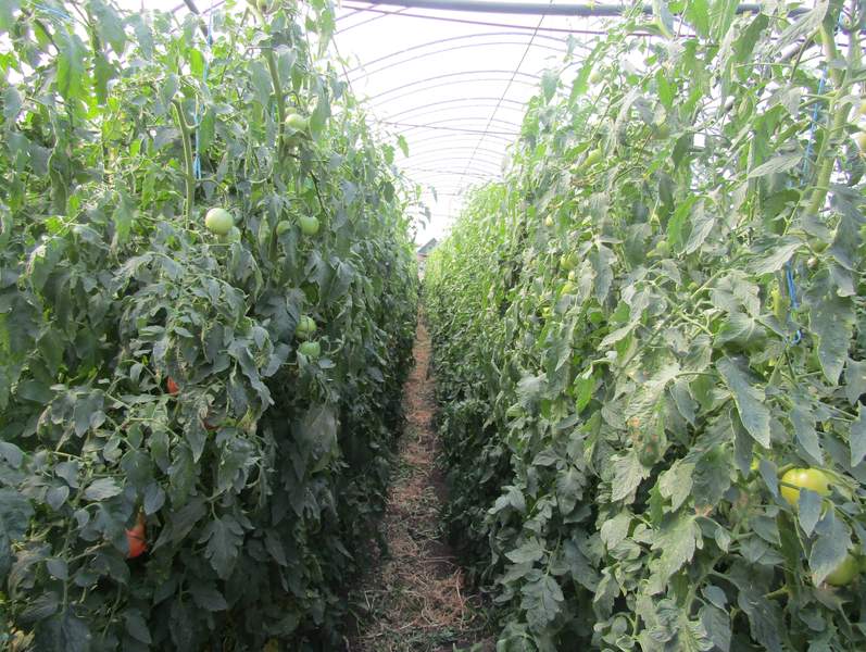 Половину помидоров Краснодарского края выращивают в Курганинском районе
