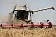 В Краснодарском крае в 2021 году собрали рекордные 12,4 млн тонн зерна