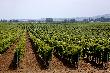 Виноградарство выделили в качестве самостоятельного вида разрешенного использования земли
