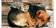 Вниманию владельцев домашних животных – жителей Курганинского района!