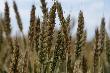На Кубани пересмотрят объемы экспорта пшеницы в пользу внутреннего потребителя