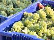 На Кубани стартовала уборка винограда