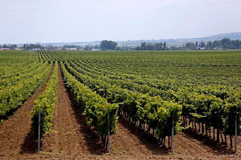 Виноградарство выделили в качестве самостоятельного вида разрешенного использования земли