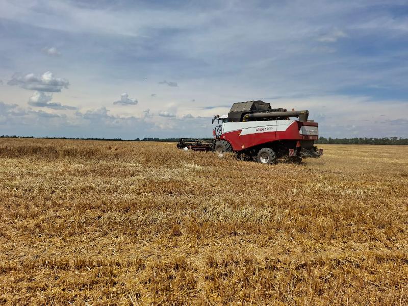 Аграрии Курганинского района вступили в уборочную страду
