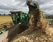 На Кубани новый урожай на 90% состоит из высококачественной продовольственной пшеницы