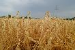 В Курганинском районе завершили уборку озимого ячменя. С поля на ток перевезено свыше 33 тысяч тонн зерна