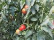 Половину помидоров Краснодарского края выращивают в Курганинском районе
