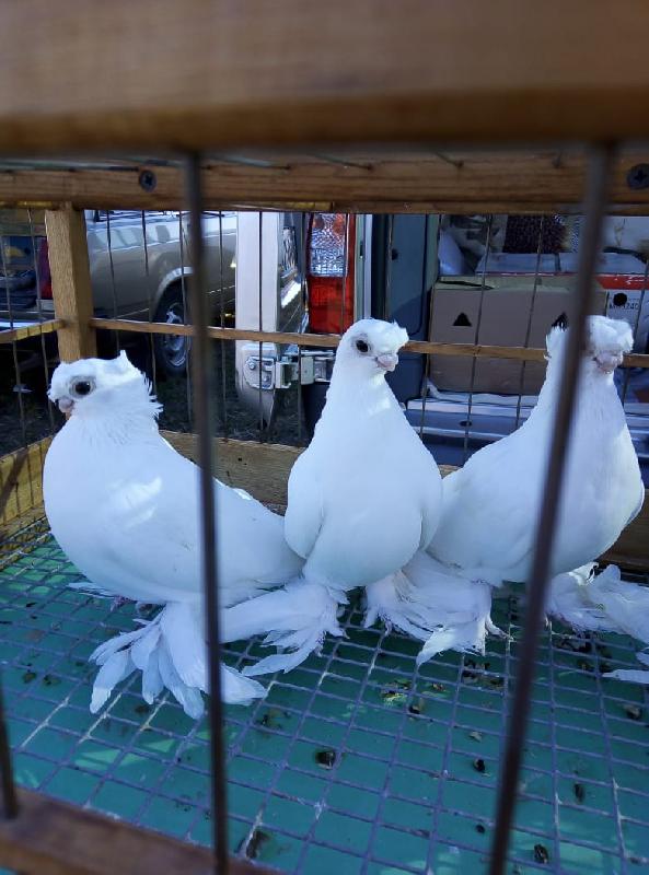 В Курганинске прошла традиционная выставка-ярмарка голубей