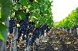 Уборка винограда в Краснодарском крае стартует в начале августа